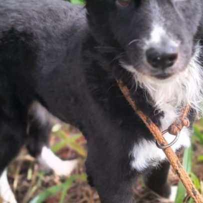 Me Adota oferece 16 filhotes e 39 cães de médio porte em Porto Alegre