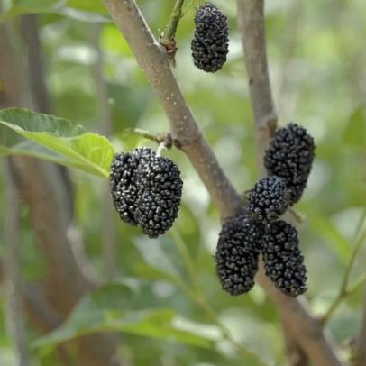 Sete árvores frutíferas fáceis de cultivar em jardim ou quintal