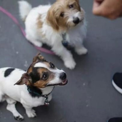 SP endurece punições por maus-tratos a animais; multas chegam a R$ 50 mil