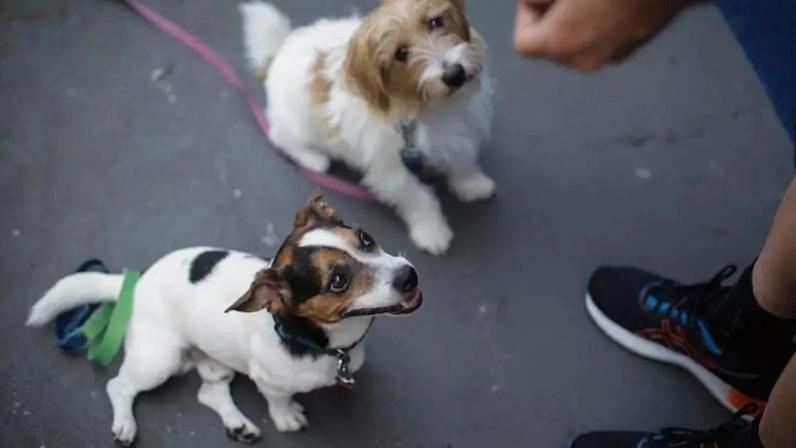 Acorrentamento passa ser considerado como restrição da liberdade do animal.