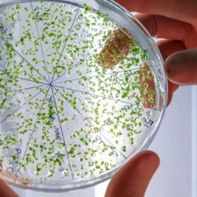 Bactéria multirresistente é identificada em quatro pontos do Lago Guaíba