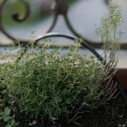 Erva aromática fácil de cultivar em casa traz benefícios ao coração