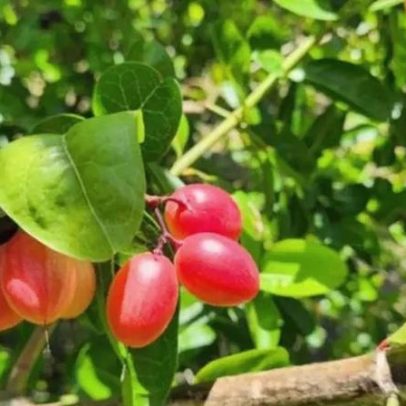Fruta mais doce do mundo pode alterar o sabor de alimentos azedos