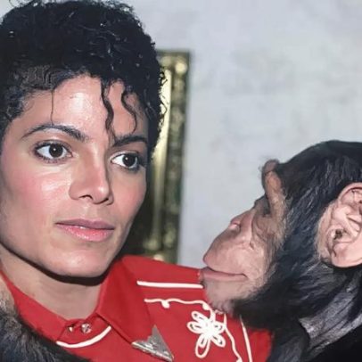 De chimpanzé de Michael Jackson a morador de santuário