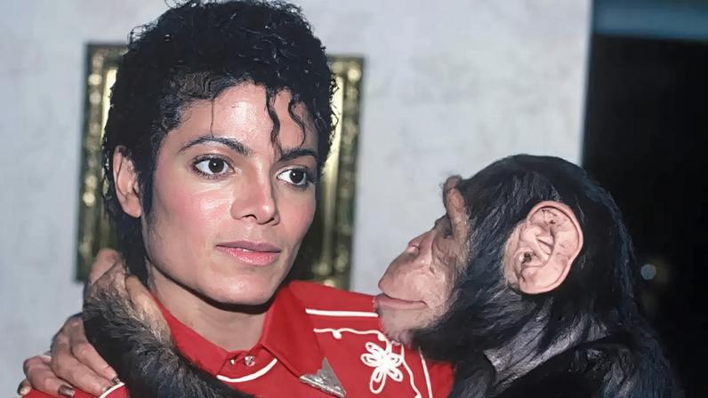 De chimpanzé de Michael Jackson a morador de santuário