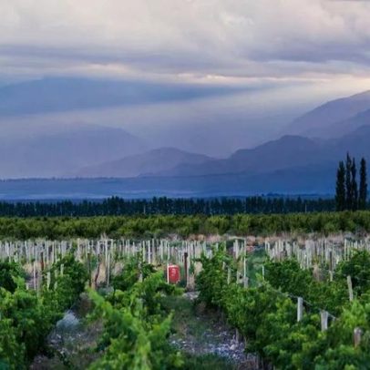 Da cepa ao terroir: na Argentina, viticultura busca qualidade além do Malbec