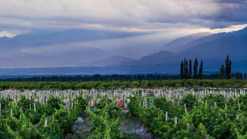 Da cepa ao terroir: na Argentina, viticultura busca qualidade além do Malbec