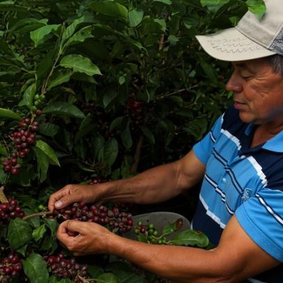 Cafeicultores hondurenhos buscam cumprir EUDR, moldando hábitos antigos