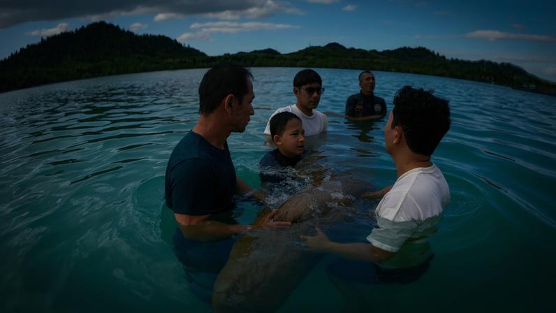 Comunidade de ilha na Tailândia protege dugongs e revive pradarias marinhas