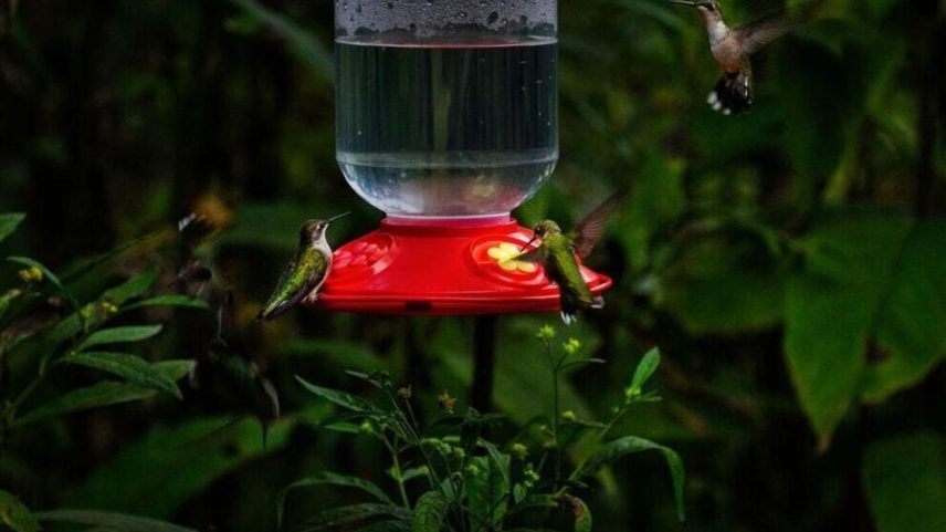 There are a few simple things you can do from the yard-level to create a happy haven for hummingbirds.