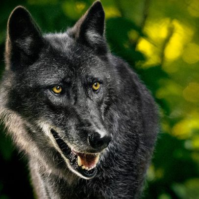 Primeiro lobo cinza avistado em Sequoia há mais de 100 anos