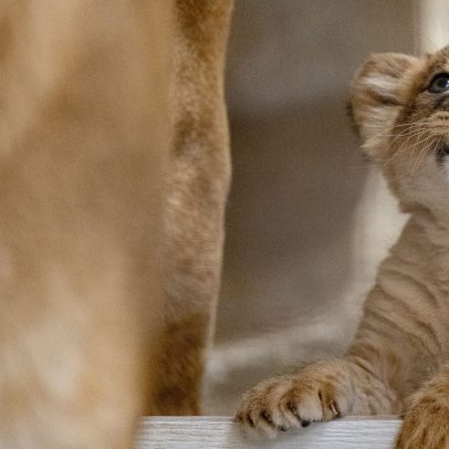 Filhote de leão no Zoológico de Pittsburgh terá estreia pública em breve