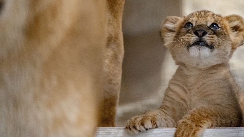 Lions Scarlett and Hondo at Pittsburgh Zoo & Aquarium welcomed a lion cub on April 5.