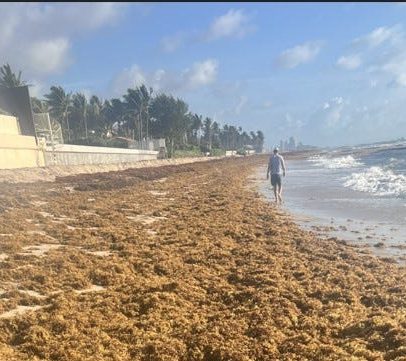 Sargaço impede praias de Miami de entrarem na lista Top 10 do Dr. Beach 2026