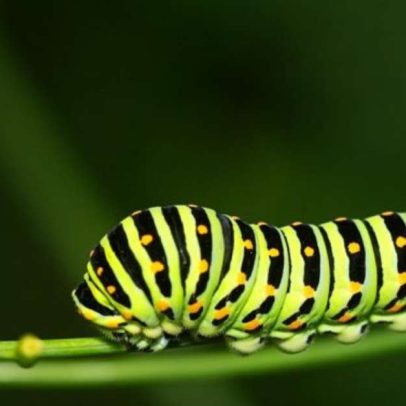 Lagartas podem devastar plantações e causar queimaduras; veja cuidados