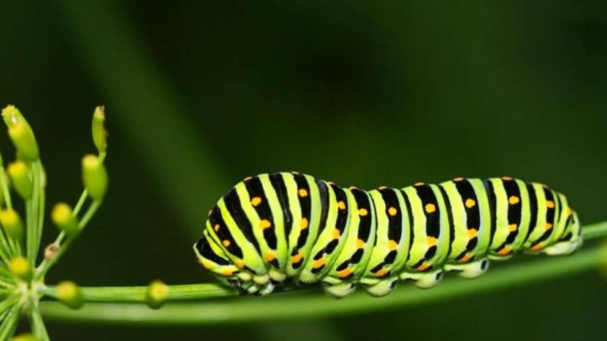 Foto: Michael Reichelt/Pixabay