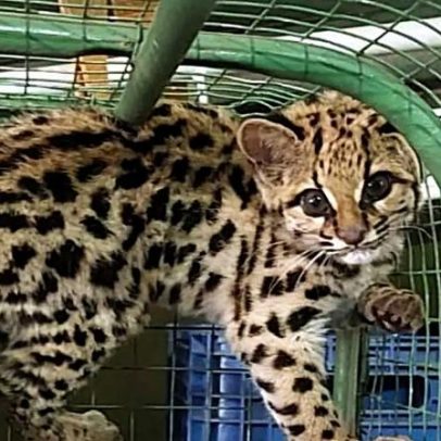 Filhote de gato-maracajá sobrevive a atropelamento e retorna à natureza no RS