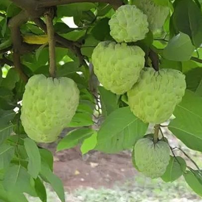 A ascensão da fruta que lembra pudim