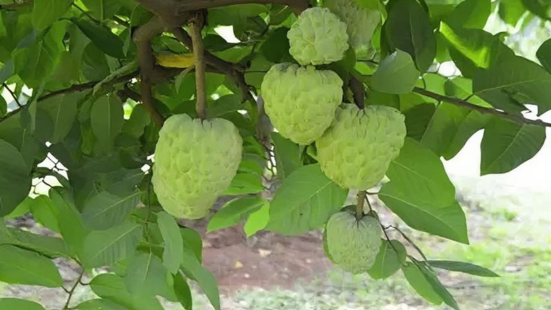 A ascensão da fruta que lembra pudim