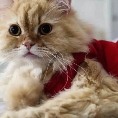 Turma da Mônica ganha 8 nomes de gatos inspirados nos personagens