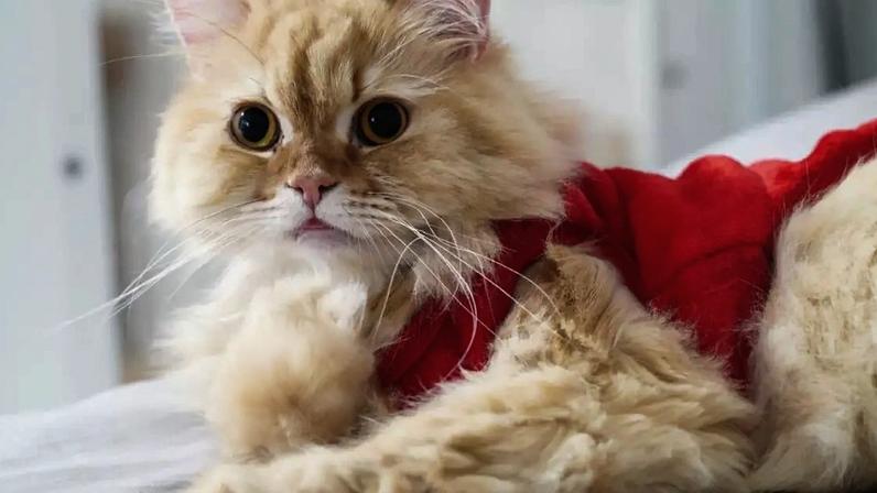 Características únicas e marcantes dos personagens de Turma da Mônica inspiram nomes para gatos