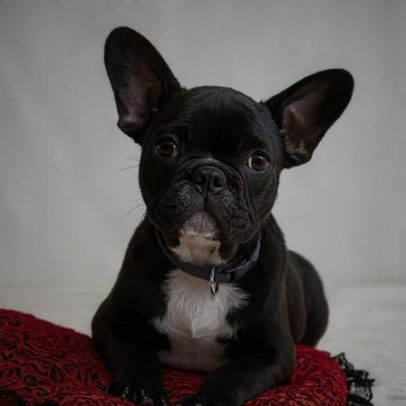 Família britânica oferece R$ 400 mil e mansão para cuidar de cachorro