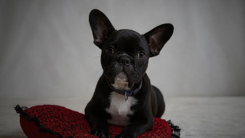 Família britânica oferece R$ 400 mil e mansão para cuidar de cachorro