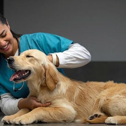 Animais vomitando: 7 causas comuns que merecem atenção