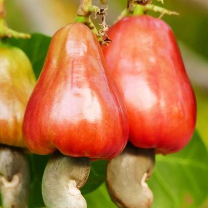 Suco de caju: benefícios nutricionais e calorias por copo