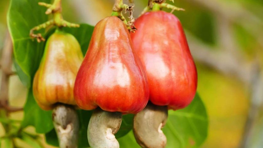 Descubra os benefícios do suco de caju para o emagrecimento, suas propriedades nutricionais, quantidade de calorias e dicas de consumo saudável