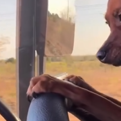 Joelson ajuda no conserto do caminhão de Bebel com sua fiel cãopanheira