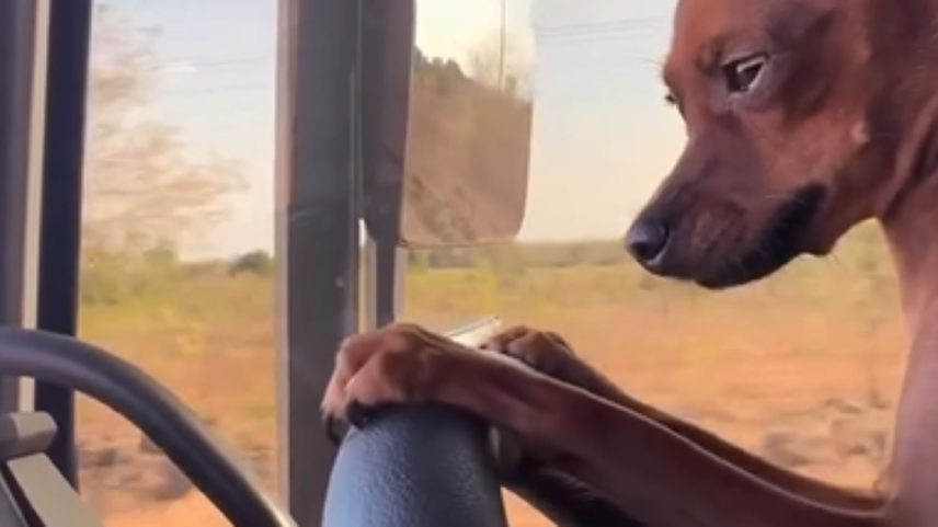 Ajudar no conserto do caminhão da Bebel: a união entre Joelson e sua fiel cãopanheira
