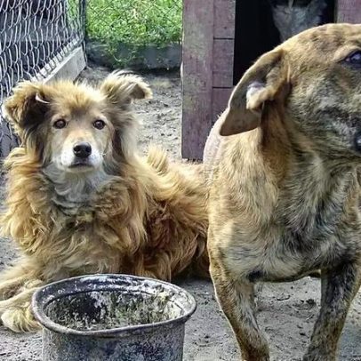 O que diz a lei sobre barulho de animais e perturbação do sossego