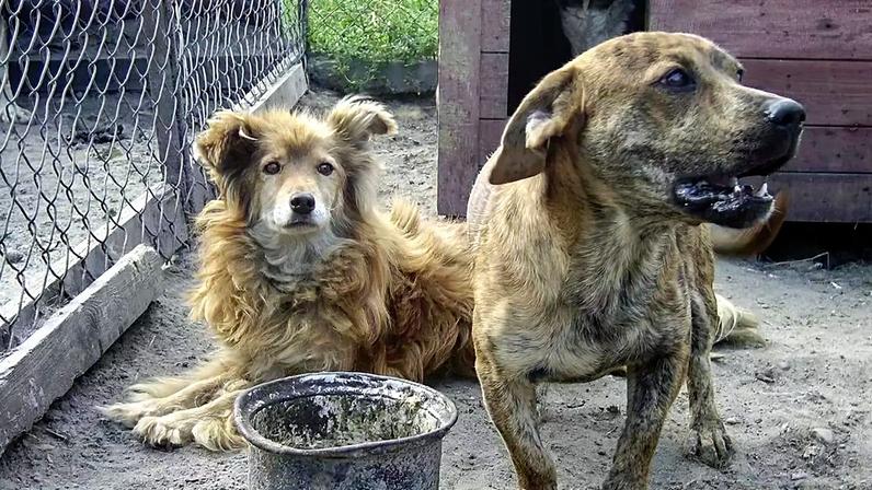 A principal base nacional para tratar de barulho de animais é a Lei de Contravenções Penais. Em especial, o artigo que trata da perturbação do trabalho ou do sossego alheios – depositphotos.com / anakul