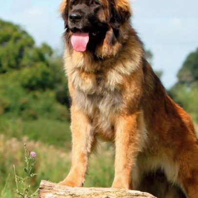 Leonberger: características desta raça de cães