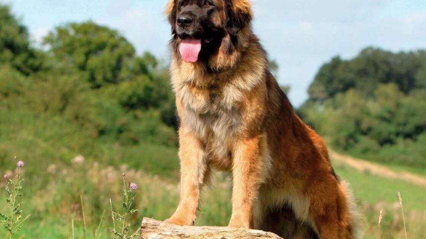 Leonberger: características desta raça de cães