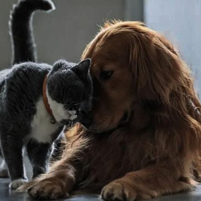 Animais de estimação ajudam a saúde mental; entenda como