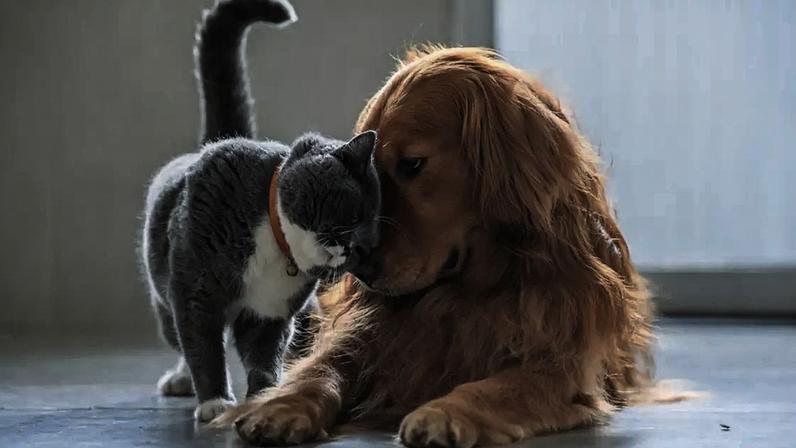 Animais de estimação são os maiores aliados da saúde mental