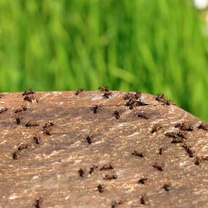 Formigas escovam colegas para evitar fungos e parasitas