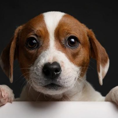 A pata dominante dos cães: como a preferência revela emoções e aprendizado