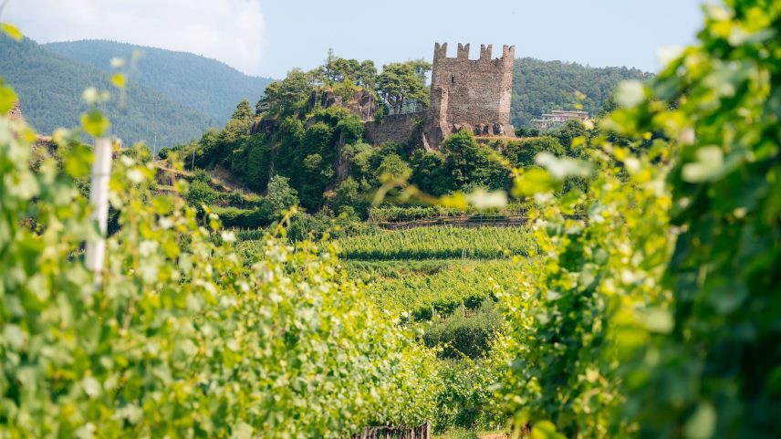 Vineyards cascade down Val di Cembra steep slopes near Segonzano Castle