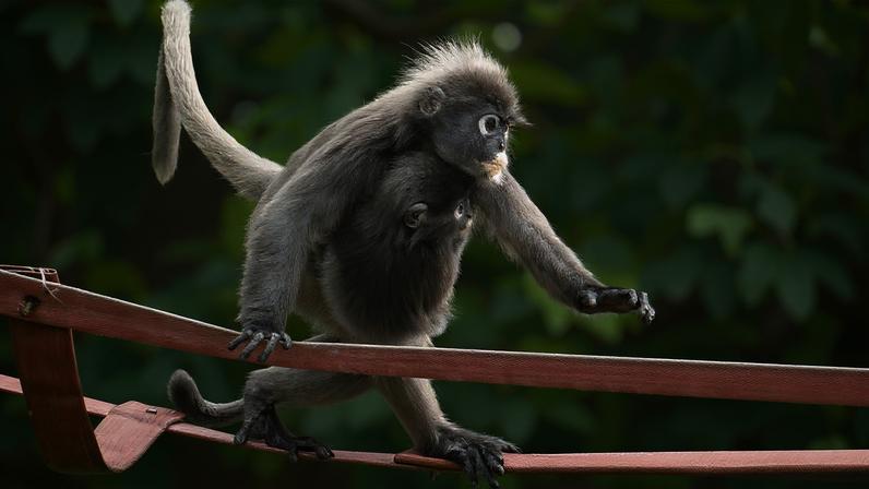 A female dusky langur with her baby crosses an artificial canopy bridge called Numi’s Crossing along Lembah Permai road in the Tanjung Bungah area of George Town, Penang Island.