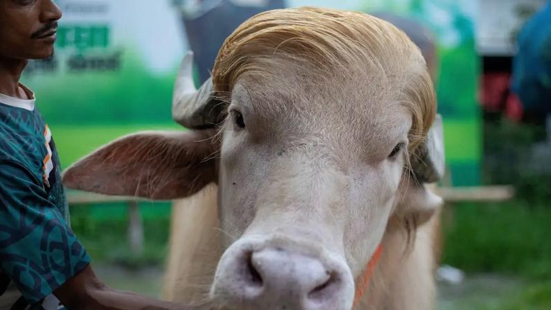 Homem de turbante e camiseta estampada acaricia o focinho de um búfalo albino de chifres curtos, com pelagem clara e franja loira, em um ambiente externo com fundo verde e azul desfocado