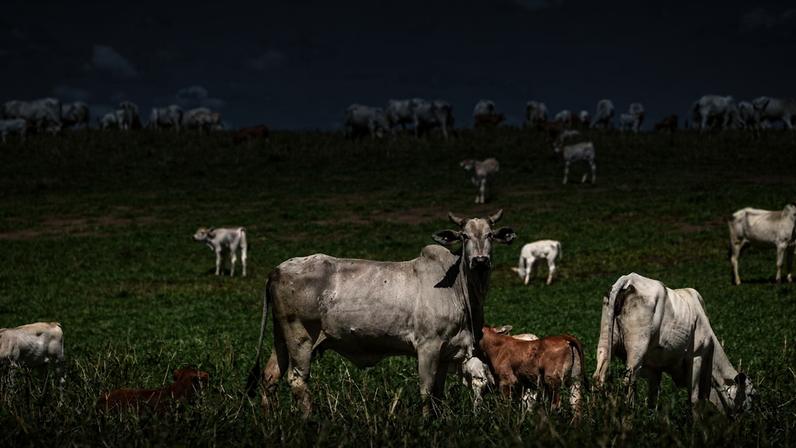 Brasil fica fora da lista da UE para exportação de carne e derivados
