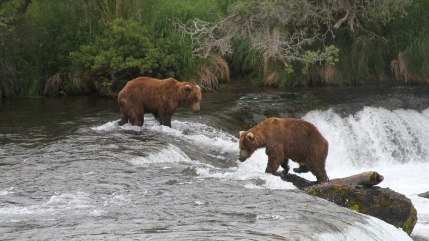 Two brown bears look for salmon at Brooks Falls in Katmai National Park and Preserve, Alaska, July 4, 2013. Image by Mark Thiessen, Associated Press