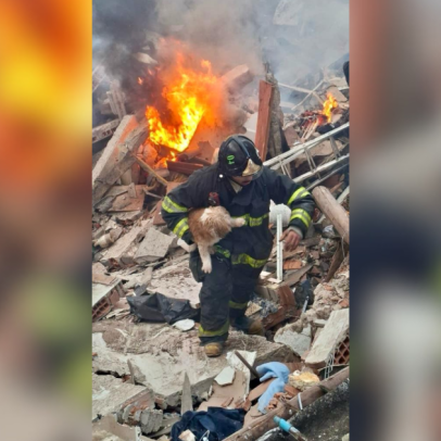 Cães sobrevivem a explosão e são resgatados pelos bombeiros em SP