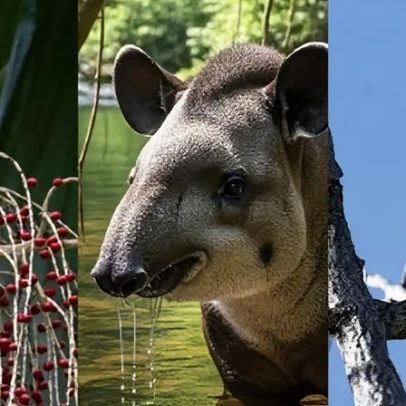 Monitoramento de fauna não é avaliado em editais de restauração florestais