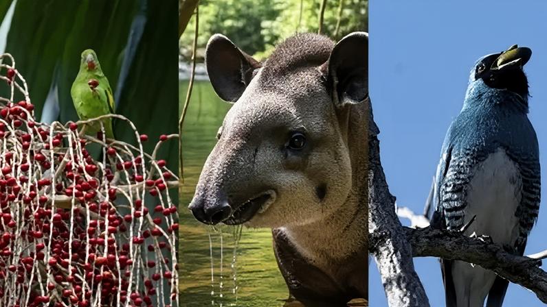 Incorporação de Fauna em Projetos de Restauração Florestal nos Biomas Brasileiros: Diretrizes Técnicas e Recomendações para Políticas Públicas