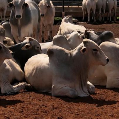 Valorização do boi gordo atinge um dos maiores patamares dos últimos anos