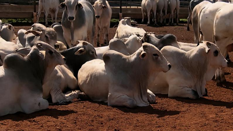 Com avanço de 45% em dois anos, preço da carne bovina no atacado atingiu valor recorde